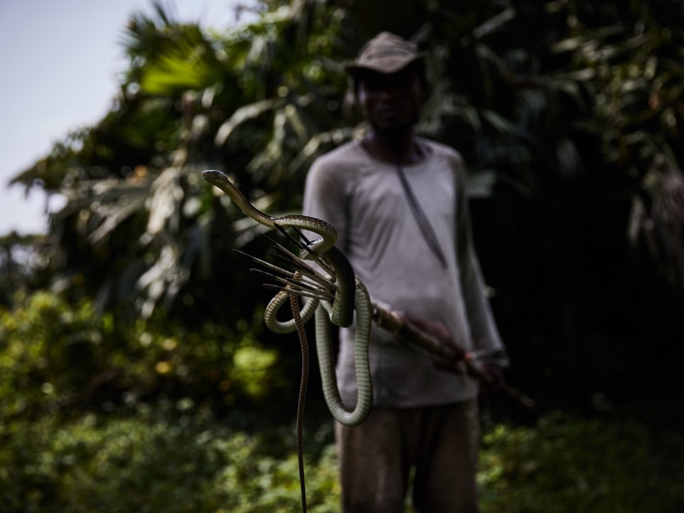Patrick Atelo displays a live mamba on his fishing spear on the river Ruki after it had been spotted too close for comfort to the village. Image by Hugh Kinsella Cunningham. Congo, 2019. Patrick Atelo displays a live mamba on his fishing spear on the river Ruki after it had been spotted too close for comfort to the village. Image by Hugh Kinsella Cunningham. Congo, 2019.