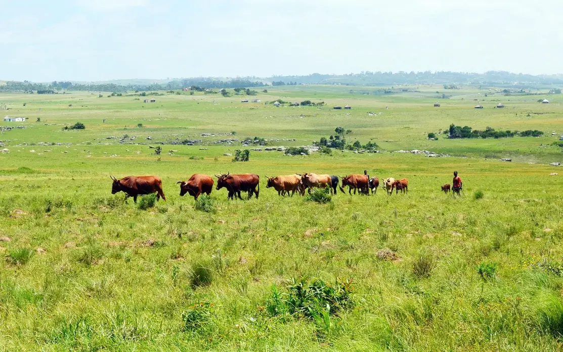 Many villagers in the Amadiba area in the Eastern Cape prefer their simple lives. Image by Mark Olalde. South Africa, 2016. Many villagers in the Amadiba area in the Eastern Cape prefer their simple lives. Image by Mark Olalde. South Africa, 2016.