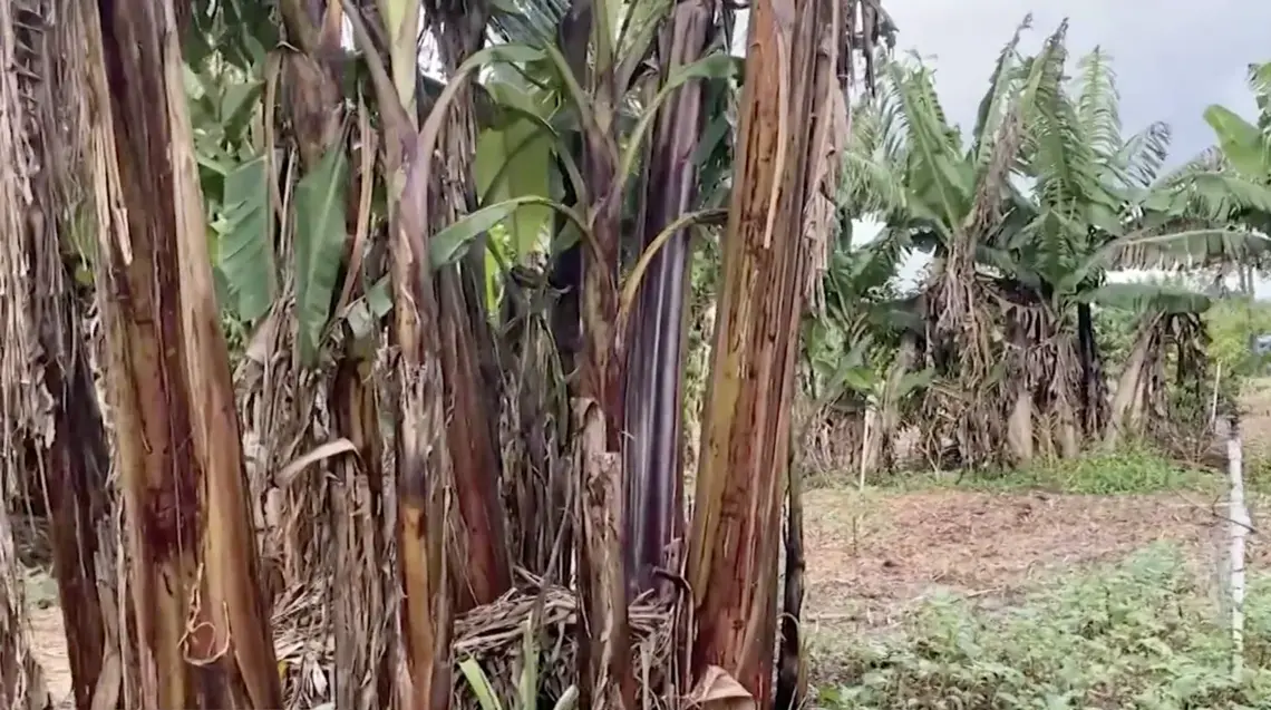 Millie Green is a farmer from Jamaica. She maintains two acres of farmland in Davie, Florida. Her garden hosts a number of herbs, fruits, and vegetables native to her island. But the storm destroyed most of her crops. Atlanta Black Star visited Green just days before the devastation. Image from video by Ashonti Ford. United States, 2020.