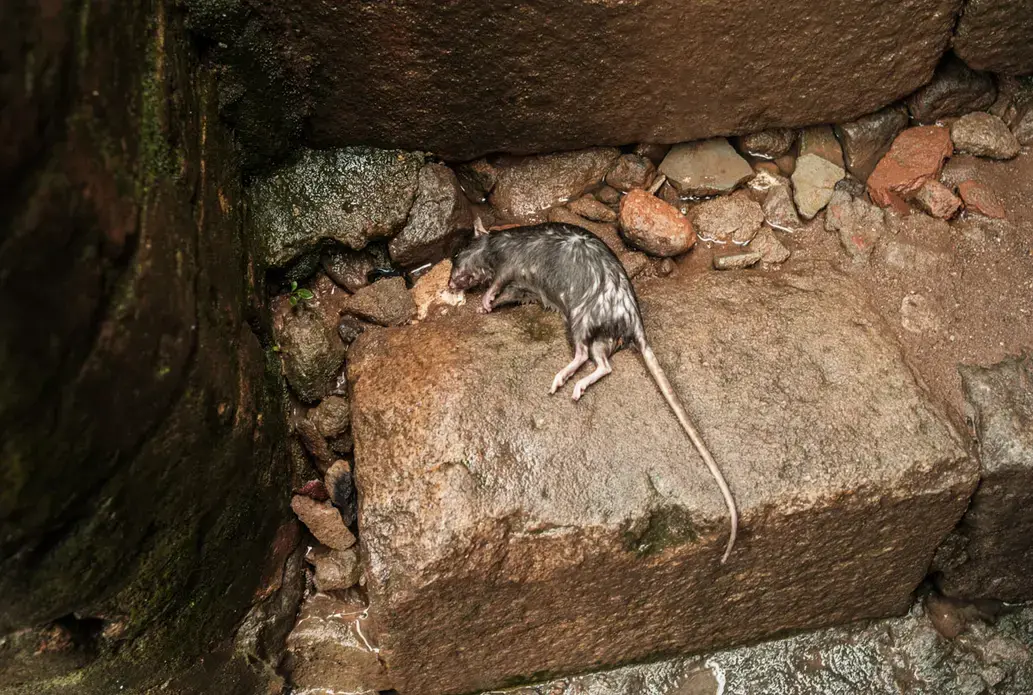 A rat drowned by floods in the Madagascar capital, Antananarivo. Rats and other small mammals help spread the plague. Image by Rijasolo / Riva Press. Madagascar, 2013. Media file: rat.jpg