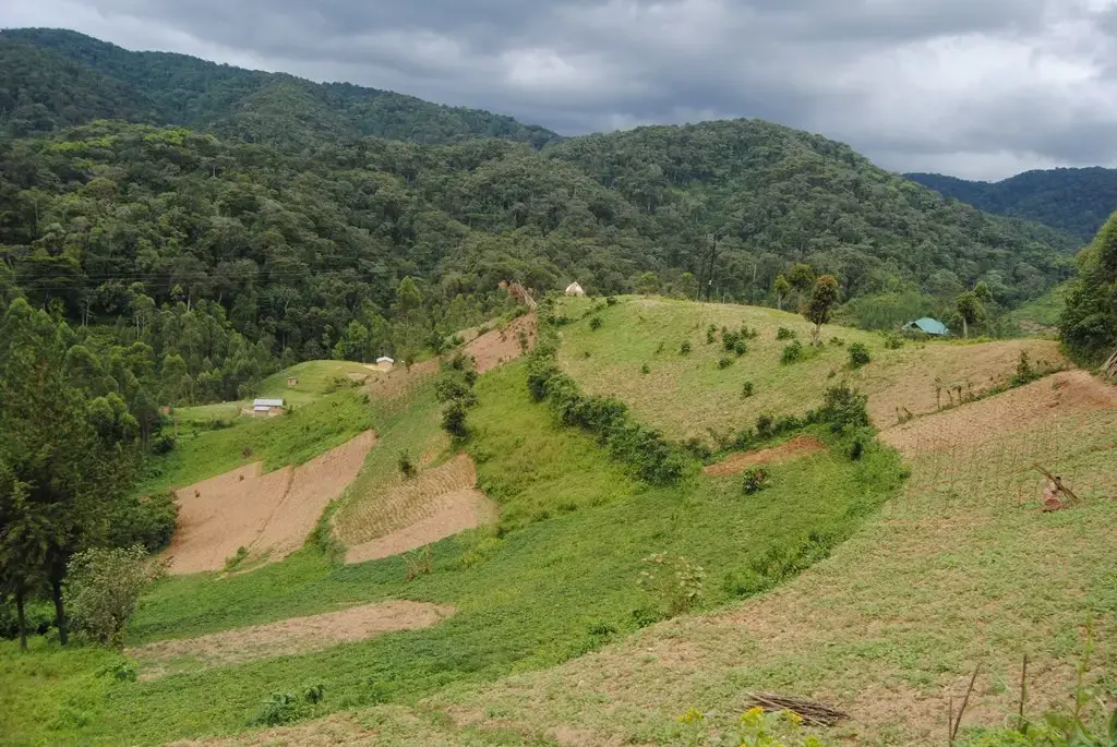 In River Nile basin region, natural forests are mostly in upstream countries. Reasons for forestland grab in these countries include production of food crops, nonfood agriculture commodities and timber production. Image by Fredrick Mugira. Uganda, 2018. In River Nile basin region, natural forests are mostly in upstream countries. Reasons for forestland grab in these countries include production of food crops, nonfood agriculture commodities and timber production. Image by Fredrick Mugira. Uganda, 2018.