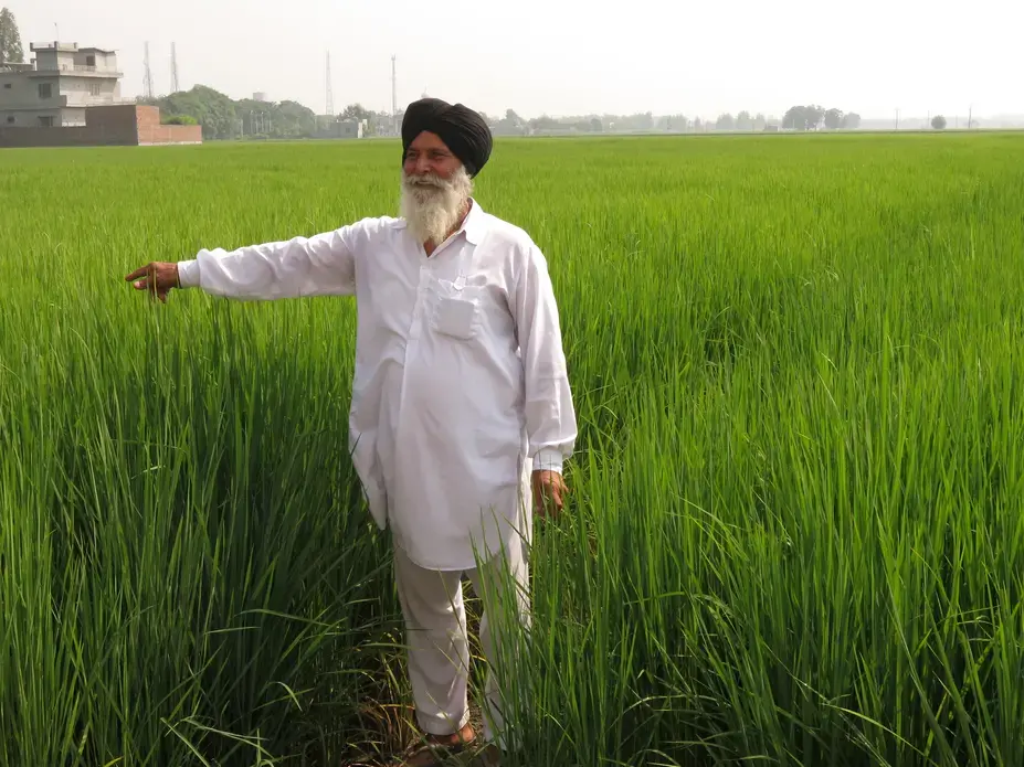 Joginder Singh stands in his rice paddy near the village of Noorpur Bet, Punjab. He started practicing climate-smart agriculture this year. He doesn’t read or write, but he learned the methods after visiting a demonstration site. Image by Lisa Palmer. India, 2015. Media file: img_1653.jpg
