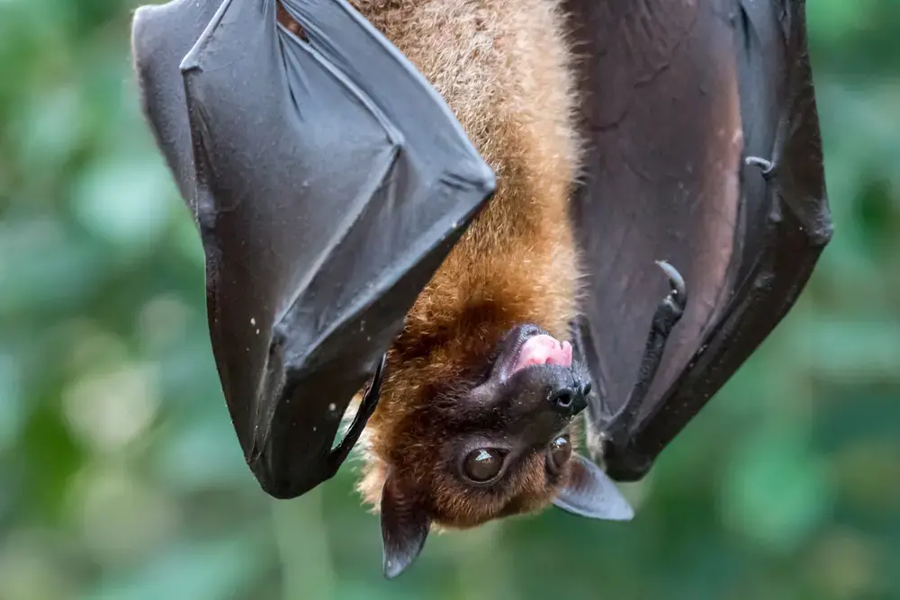 A fruit bat hangs upside down. Image by Benjamin B / Shutterstock. A fruit bat hangs upside down. Image by Benjamin B / Shutterstock.