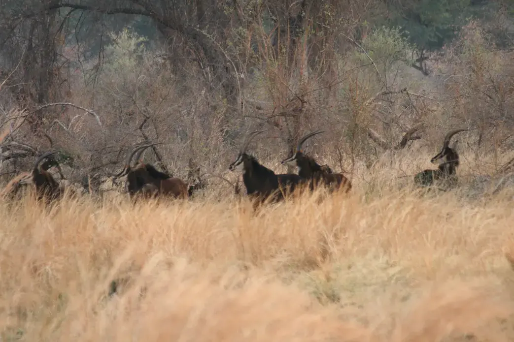 Image by Tony Eprile. Zimbabwe, 2014. Image by Tony Eprile. Zimbabwe, 2014.