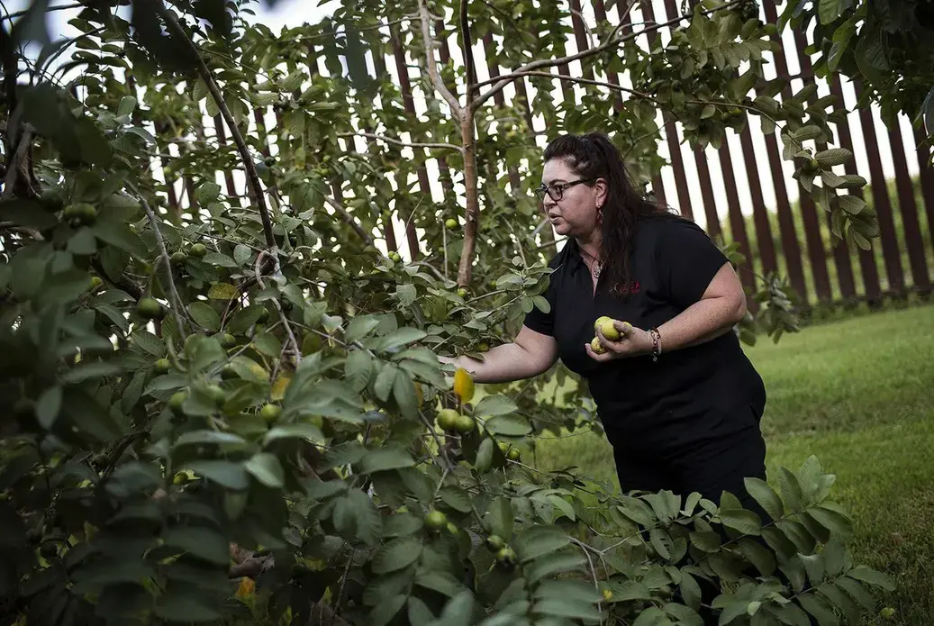Melissa Solis picks guavas behind her family home on Oklahoma Avenue in Brownsville in August 2017. The federal government built the border fence about 40 feet from her family's home, but because it's not on their property they didn't receive compensation. Image by Martin do Nascimento. United States, 2017. Melissa Solis picks guavas behind her family home on Oklahoma Avenue in Brownsville in August 2017. The federal government built the border fence about 40 feet from her family's home, but because it's not on their property they didn't receive compensation. Image by Martin do Nascimento. United States, 2017.