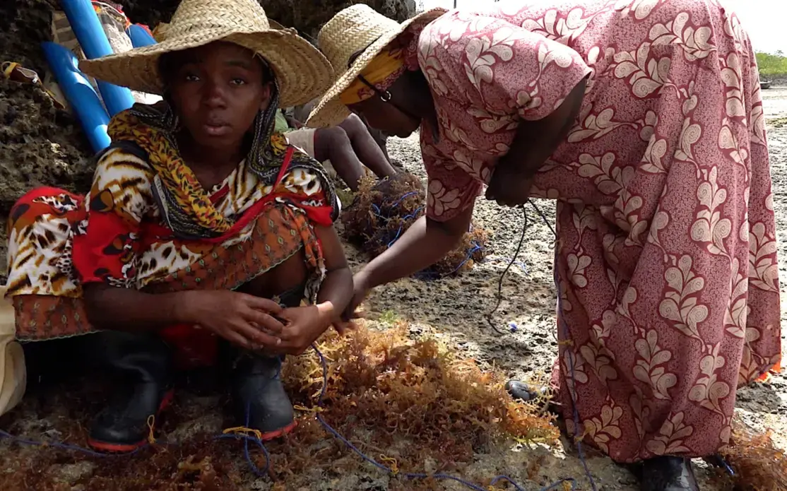 Seaweed farmers prepare to plant the high-value species in a deep water farm. Crops in shallow water farms have been failing in Zanzibar due to warming sea water temperatures attributed to climate change. Image by Haley Joelle Ott. Tanzania, 2017.