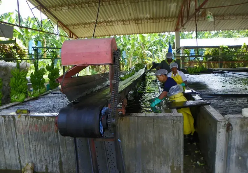 Workers wash bananas on a plantation in Magdalena. Image by J. Stephen Conn, courtesy of Flickr. Colombia, 2016. Workers wash bananas on a plantation in Magdalena. Image by J. Stephen Conn, courtesy of Flickr. Colombia, 2016.