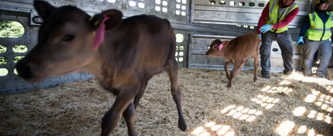 Migrant veterinarians working on Funk Dairy with young cows. Image courtesy of Milwaukee Journal Sentinel. United States, 2019.