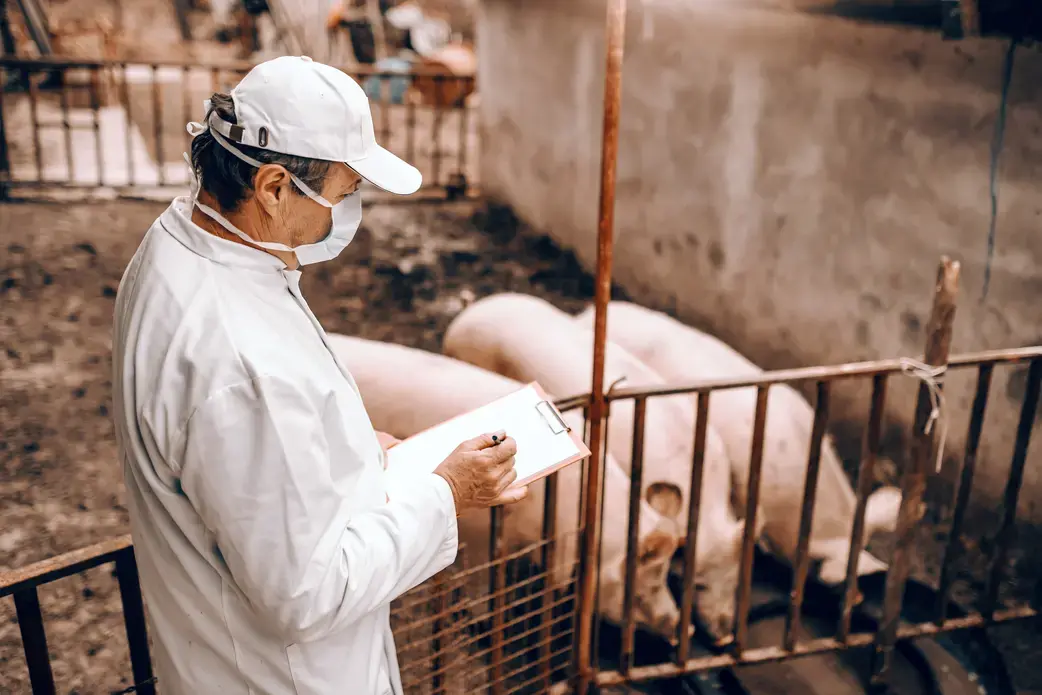 A veterinarian checks on pigs. Image by Dusan Petkovic / Shutterstock. Undated.