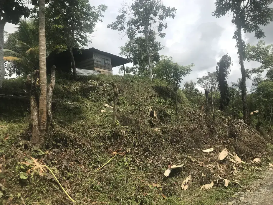 A view of La Gorgonita and El Porvenir, where wild plants have taken over much of the land that was once made arable by peasant farmers who were later displaced by the state. Image by Mariana Palau. Colombia, 2018.