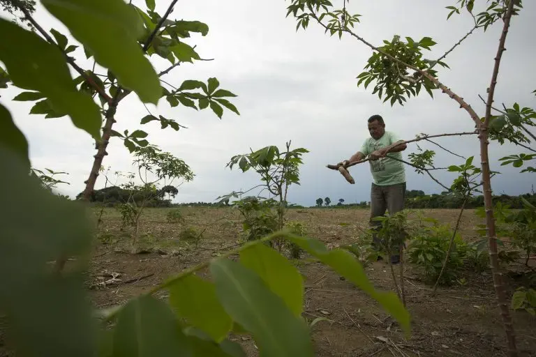 Farmer Antonio Alves, known as Seu Macaxeira, works in his farmland that is surrounded by soy plantations, in the Santos de Boa Fé community, Santarém PA. Image by Bruno Kelly. Brazil, 2020. Farmer Antonio Alves, known as Seu Macaxeira, works in his farmland that is surrounded by soy plantations, in the Santos de Boa Fé community, Santarém PA. Image by Bruno Kelly. Brazil, 2020.