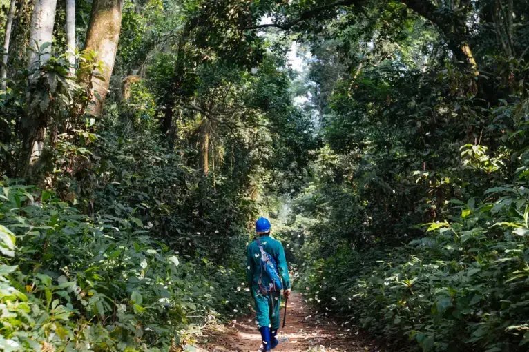 If Afrormosia goes extinct, it could threaten the forest’s resilience and stability, increasing greenhouse gas emissions and unleashing more chaotic weather on frica and the rest of the world. It’s in everyone’s interest to protect these trees. Image by Sarah Waiswa. Democratic Republic of Congo, 2019.