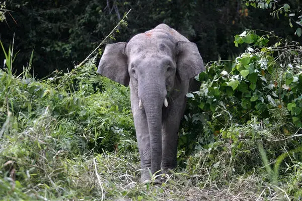 A Borneo pygmy elephant looks for food along the Kinabatangan river in Malaysia's state of Sabah on the Borneo island in this file photo. Image by Bazuki Muhammad. Borneo, 2013. Media file: 0211-world-oborneo_full_600.jpg