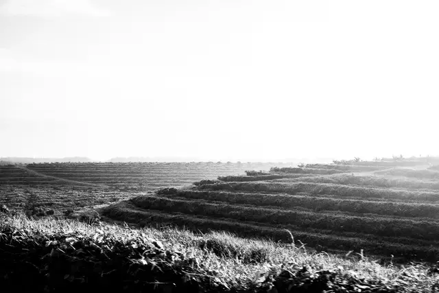 SAPLINGS. Palm oil plantations occupy about 1.9 million hectares of land in Riau. Image by Xyza Cruz Bacani. Indonesia, 2018.