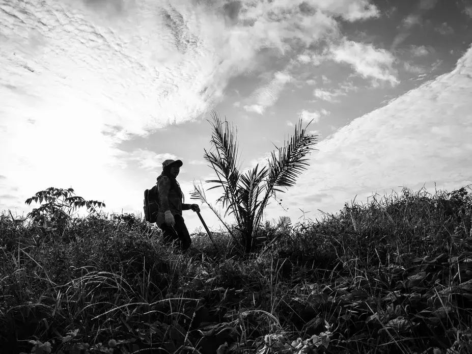 DAILY TASK. Asnia clears the area around a palm tree sapling. She is assigned 7 hectares of saplings to clear, spray with pesticides, and fertilize. Image by Xyza Cruz Bacani. Indonesia, 2018. 