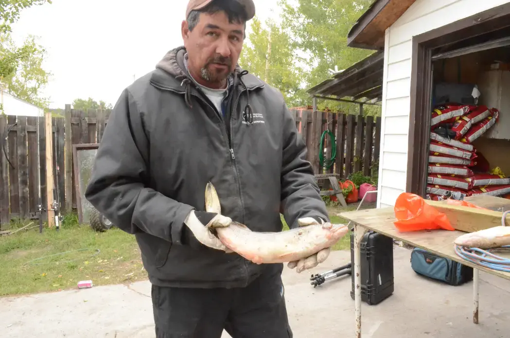 "Smokey" Ladouceur, whose family has been fishing in the area for decades, holds a deformed pickerel caught in Lake Athabasca. Image by Dan Grossman. Alberta, 2015. Media file: dsc_7068.jpg