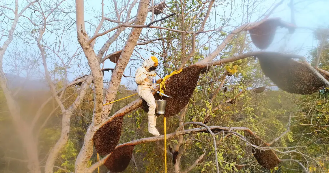 “Stop killing the bees and biodiversity,” says Heavenly Organics co-founder Amit Hooda. “And we live in harmony with each other–so stop killing one another. There are other ways to make money.” Image by Mike Leibowitz. India, 2017. “Stop killing the bees and biodiversity,” says Heavenly Organics co-founder Amit Hooda. “And we live in harmony with each other–so stop killing one another. There are other ways to make money.” Image by Mike Leibowitz. India, 2017.