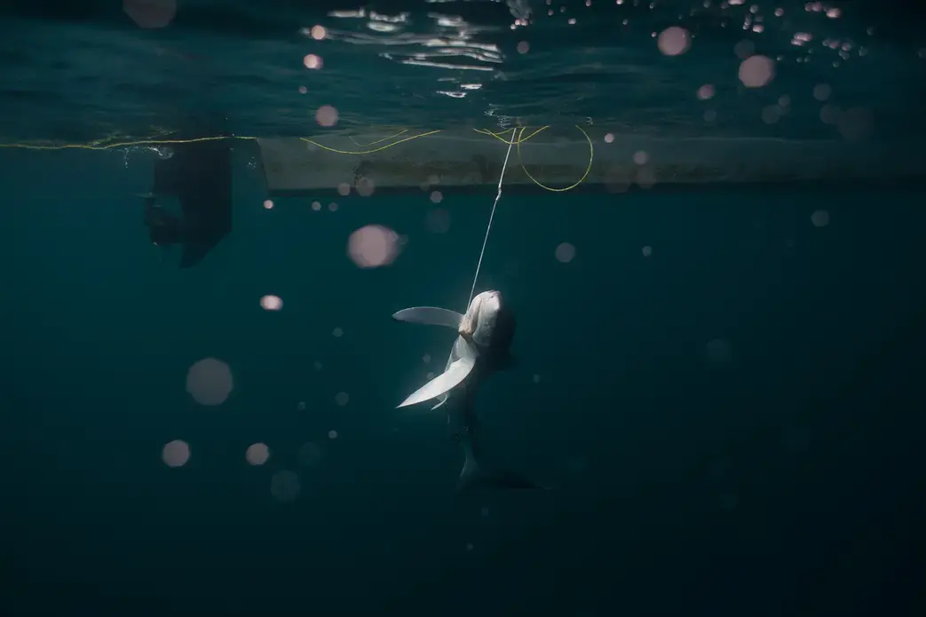 Image by Dominic Bracco II. Mexico, 2013. Media file: shark_BRACCO-1.jpg