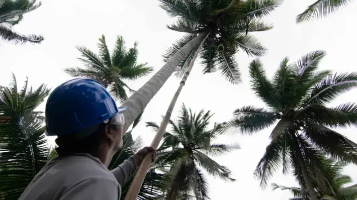 A worker collecting young coconuts at a smallholder coconut plantation in Sariaya, Quezon, Philippines. Image by Jervis Gonzales. Philippines, 2020. A worker collecting young coconuts at a smallholder coconut plantation in Sariaya, Quezon, Philippines. Image by Jervis Gonzales. Philippines, 2020.