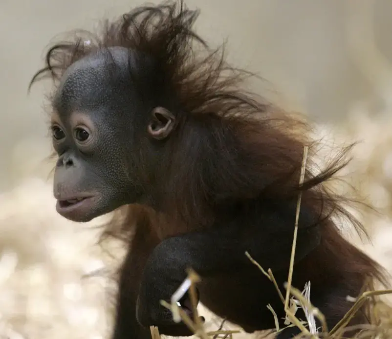Mahal Mahal, an orangutan who was rejected by his mother at a Colorado zoo, at the Milwaukee County Zoo. Image by Mark Hoffman for the Milwaukee Journal Sentinel. United States, 2017.