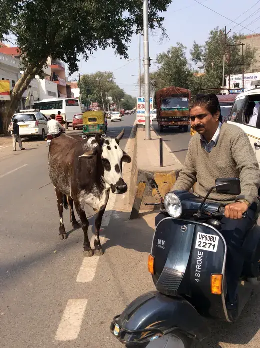 A motorist contends with a cow walking on the wrong side of street in Agra. Image by Justin D. Martin. India, 2014. Media file: image.jpg