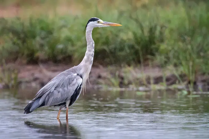 Grey heron at the Kruger National Park in the provinces of Limpopo and Mpumalanga in northeastern South Africa. Image by Andy Price / Flickr. South Africa, 2019.