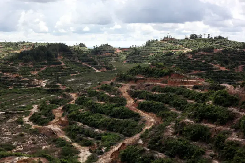 An oil palm plantation that replaced a forest in the state of Sarawak. Image by Binsar Bakkara for Yale E360. Malaysia, 2017.
