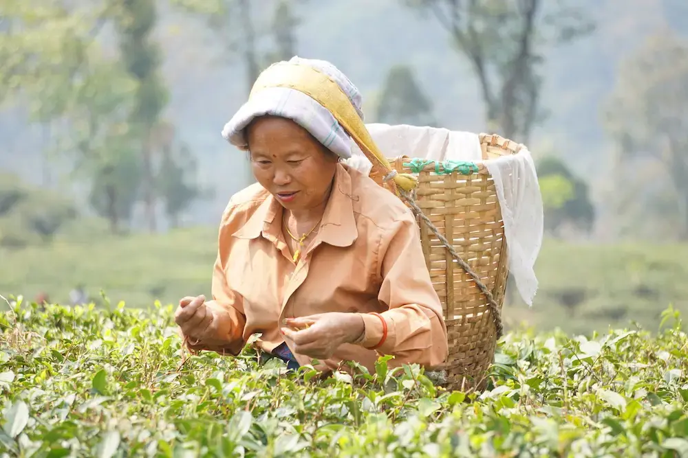 Tea Plantations Women constitute the bulk of the workforce on tea plantations, responsible for plucking up to 40 kilograms a day per person in peak season. Tea plucking runs in families; when a daughter is of age (generally 18 or older), she is invited to pluck on the farms with her mother. Image by Esha Chhabra. India, 2017.