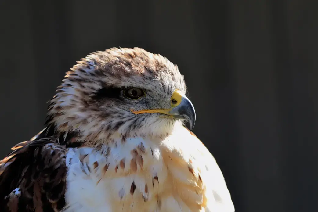 ferruginous hawk