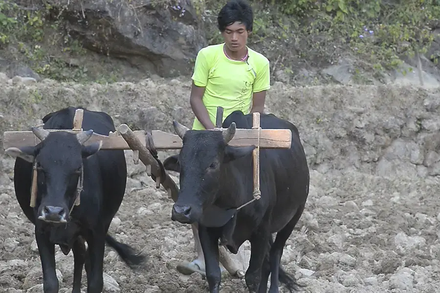 Image by Anup Kaphle. Nepal, 2014. Media file: 202.jpg