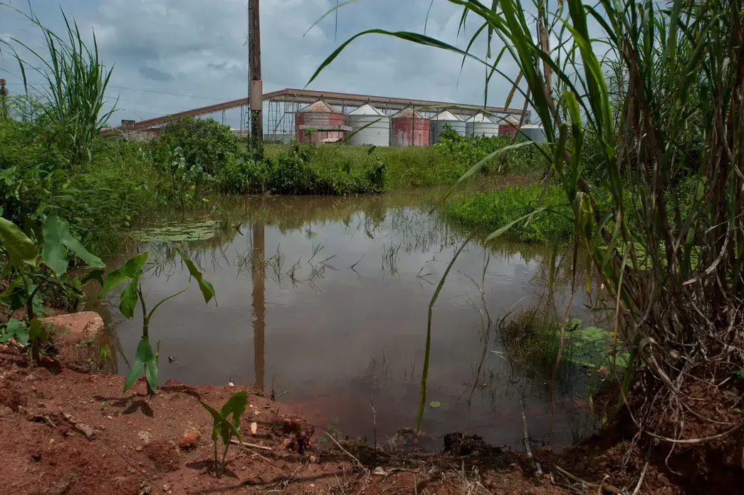 Overgrown bush spreads alongside the now defunct Paranam Operations for Suralco, a subsidiary of Alcoa. Image by Stephanie Strasburg/Pittsburgh Post-Gazette. Suriname, 2017.