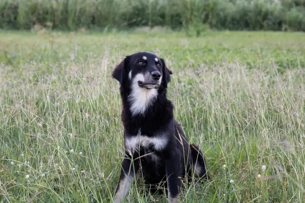 A sato, or Puerto Rican stray dog, crouches down in a field of tall grass. Image by Jamie Holt. United States, 2019. A sato, or Puerto Rican stray dog, crouches down in a field of tall grass. Image by Jamie Holt. United States, 2019.