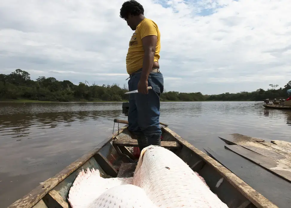 The River Giant Invading the Bolivian Amazon. The River Giant Invading the Bolivian Amazon.