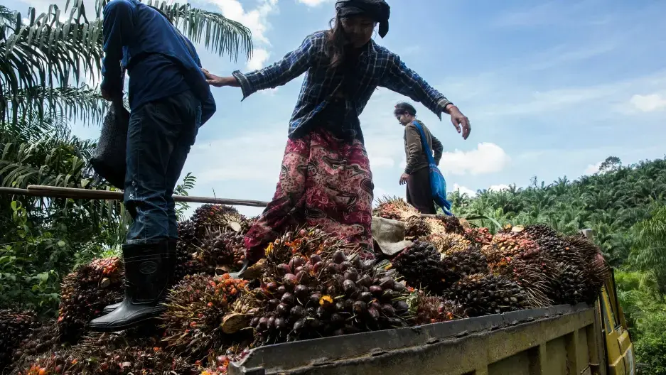 Palm oil workers load palm fruits into a truck at Asia World palm oil plantation in Bank Mae Village, Myanmar. Image by Taylor Weidman/PRI. Myanmar, 2016. Palm oil workers load palm fruits into a truck at Asia World palm oil plantation in Bank Mae Village, Myanmar. Image by Taylor Weidman/PRI. Myanmar, 2016.
