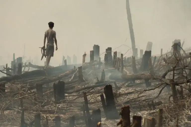 Throughout West Kalimantan swidden or “slash and burn” techniques are used to clear land in preparation for planting corn, spinach, and pumpkins. Moments after a large burn, a young man gathers Cassava roots among the still smoldering tree trunks. Image by Kent Wagner. Indonesia, 2016.