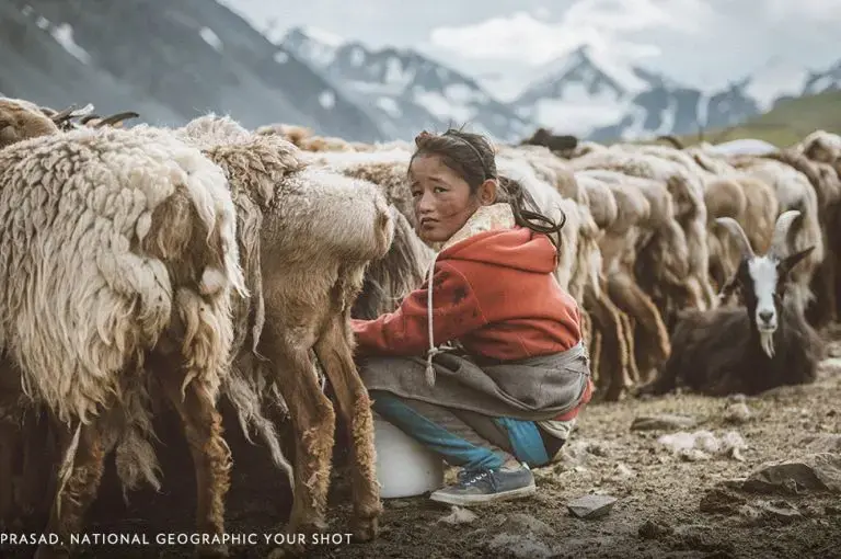 This young Kazakh girl in Western Mongolia was helping her mom milk the goats. Image by Atul Prasad, National Geographic Your Shot. This young Kazakh girl in Western Mongolia was helping her mom milk the goats. Image by Atul Prasad, National Geographic Your Shot.