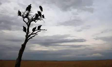 Vultures, sitting in a tree. Image by Radu Sigheti/Reuters, Kenya. Media file: mdg-vulture-funds-vultu-007.jpg