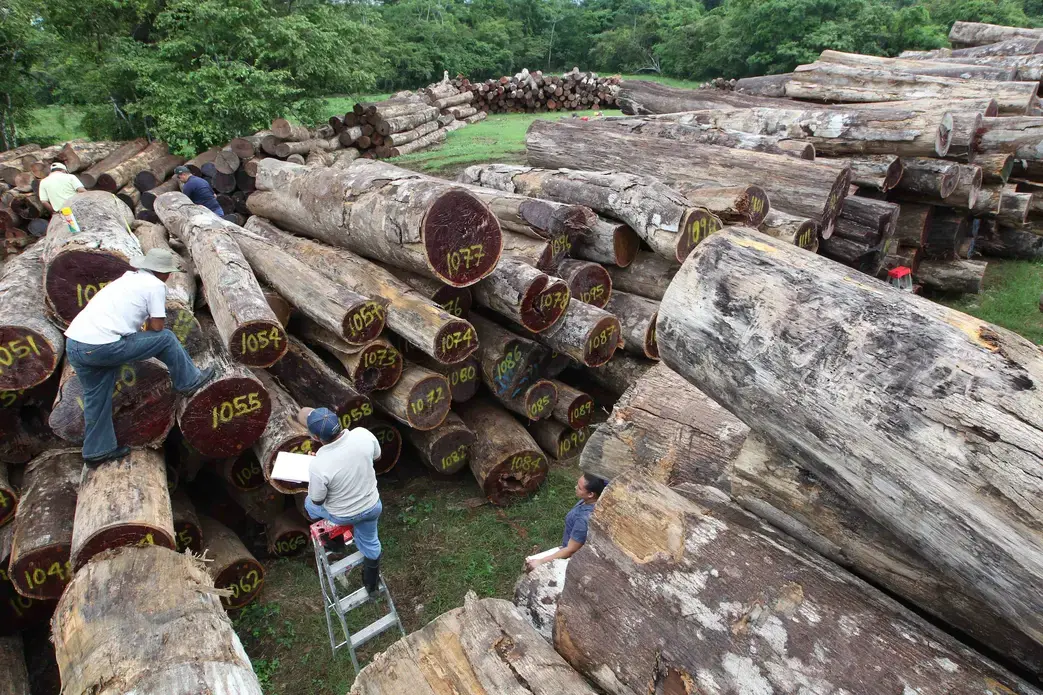 Darién is subject to a chilling spate of deforestation as timber colonists and entrepreneurs advance across the region. The Darién’s mythical wilderness is giving way to chainsaws and bulldozers. Image by Guido Bilbao. Panama, 2019. Darién is subject to a chilling spate of deforestation as timber colonists and entrepreneurs advance across the region. The Darién’s mythical wilderness is giving way to chainsaws and bulldozers. Image by Guido Bilbao. Panama, 2019.