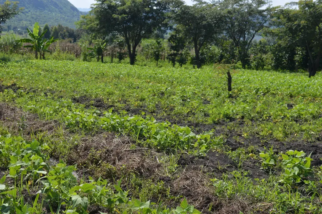 Anthony Wolimbwa’s farm in Eastern Uganda includes, in the foreground, bean plants that require a shorter amount of growing time than corn, are not as susceptible to corns’ diseases, and are therefore more profitable. In the background, the Arabica coffee plants (white puff balls) have only survived under the shade of large trees. Those plants are very temperature sensitive and therefore in danger with a warming climate. Wolimbwa is now planting a new type of tree, the banana tree (shown far left) which provides shade and also attracts different bugs then the insects of the coffee plant Competition of pests will reduce the overall number of pests and diseases on the farm. Image courtesy of Anthony Wolimbwa. Uganda, 2016. Media file: dsc_0028agroforestry.jpg
