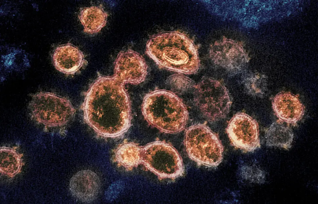 The heartburn remedy famotidine may disable a key enzyme that the new coronavirus uses to make copies (gold) of itself. Image courtesy NIH. The heartburn remedy famotidine may disable a key enzyme that the new coronavirus uses to make copies (gold) of itself. Image courtesy NIH.