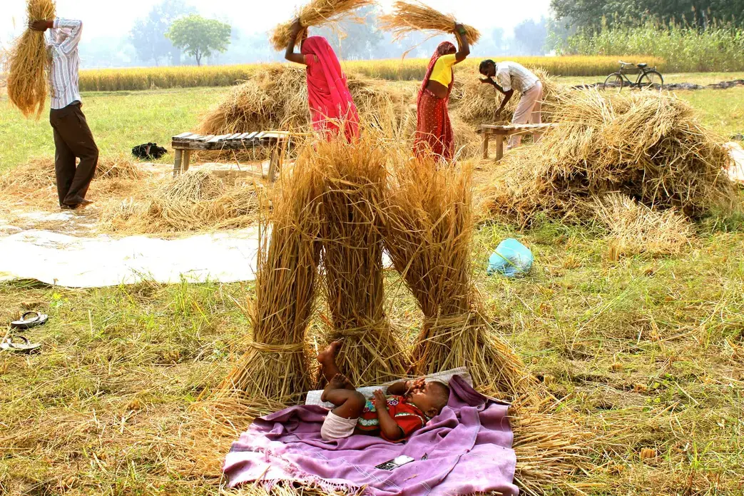 Image by Anne Thurow. India, 2015. Media file: india_rice_2.jpg