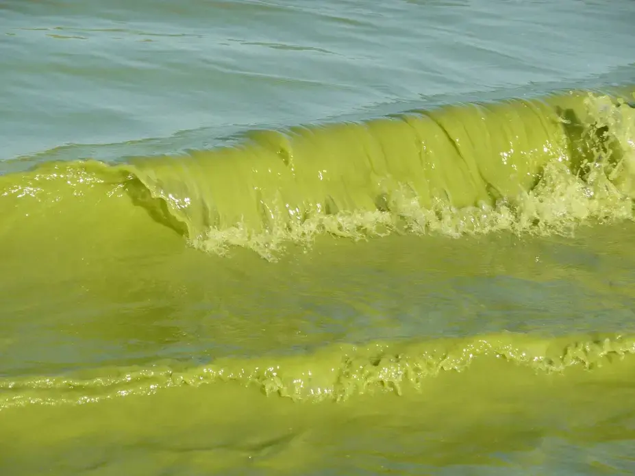 Harmful algal bloom in Lake Erie, Sept. 4, 2009. Image by NOAA/Flickr. United States, 2009. Harmful algal bloom in Lake Erie, Sept. 4, 2009. Image by NOAA/Flickr. United States, 2009.