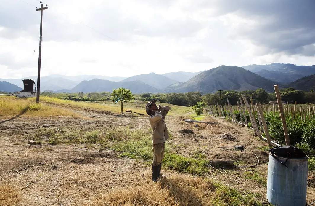 A former FARC combatant takes a break at a pepper farm near La Union, Valle del Cauca. Image by Greg Kendall-Ball/Nature. Colombia, 2018. A former FARC combatant takes a break at a pepper farm near La Union, Valle del Cauca. Image by Greg Kendall-Ball/Nature. Colombia, 2018.