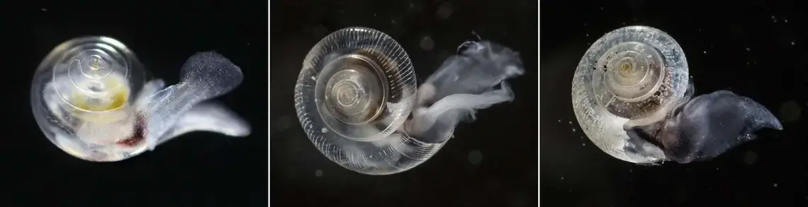 The smooth shell of a healthy pteropod is seen at left. The pteropod in the center was exposed to elevated CO2 conditions in a laboratory, to mimic conditions researchers saw in the wild. And at right, a shell with holes and pits, also produced by laboratory conditions, corresponds to some of the most extreme damage scientists expect to see with elevated CO2. Image by Steve Ringman. United States, 2014. Media file: c39d2480a2748039b8ae6cfb43c05da8.jpg