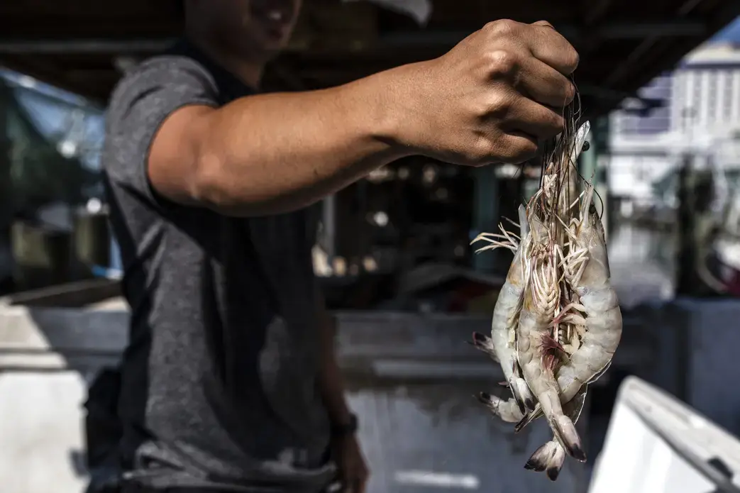 Shrimper Mike Nguyen in Biloxi. Image by Eric J. Shelton for Mississippi Today. United States, 2019. Shrimper Mike Nguyen in Biloxi. Image by Eric J. Shelton for Mississippi Today. United States, 2019.
