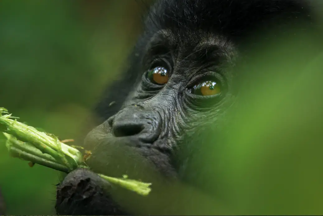 An eastern mountain gorilla baby feeding at Bwindi Impenetrable National Park, Uganda. Image via Shutterstock. An eastern mountain gorilla baby feeding at Bwindi Impenetrable National Park, Uganda. Image via Shutterstock.