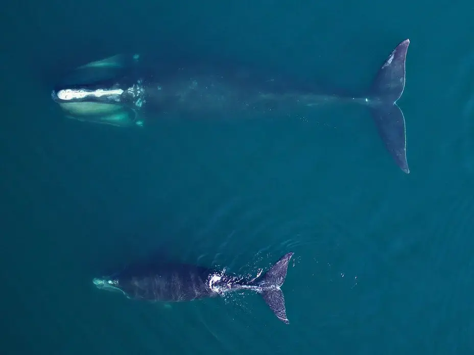 An adult female North Atlantic right whale fed in Cape Cod Bay in early April 2019, accompanied by a young calf. NOAA, RESEARCH PERMIT #21371. United States, 2019.