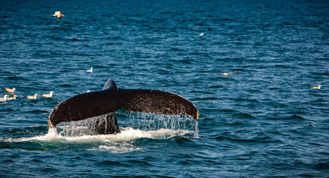 The tale of a Right Whale in the ocean off the coast of Cape Cod. Image by Jima Madigan / Shutterstock. United States, undated. The tale of a Right Whale in the ocean off the coast of Cape Cod. Image by Jima Madigan / Shutterstock. United States, undated.