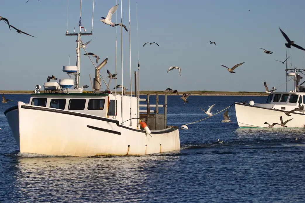 A fishing boat returning to Harbor followed by large flock of gulls. Image by Dennis W Donohue / Shutterstock. United States, undated. A fishing boat returning to Harbor followed by large flock of gulls. Image by Dennis W Donohue / Shutterstock. United States, undated.