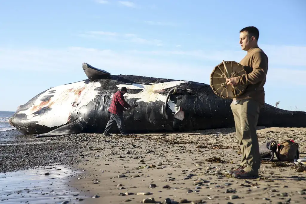 Patrick Goguen (right), from Moncton, New Brunswick, beat on a drum while Noel Millea, an elder from Elsipogtog First Nation, performed a ceremony on a dead North Atlantic right whale to honor the animal's spirit before a necropsy is performed on it in Shippagan, New Brunswick. Image by Nathan Klima. Canada, 2019. Patrick Goguen (right), from Moncton, New Brunswick, beat on a drum while Noel Millea, an elder from Elsipogtog First Nation, performed a ceremony on a dead North Atlantic right whale to honor the animal's spirit before a necropsy is performed on it in Shippagan, New Brunswick. Image by Nathan Klima. Canada, 2019.
